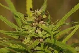 Destacan Los Beneficios Nutricionales De La Semilla De Cannabis